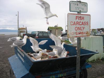 Seagull feast