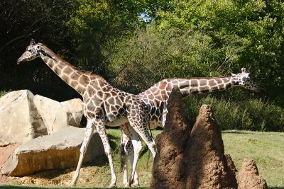 Giraffes-0005.jpg