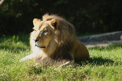 Lion-0008.jpg