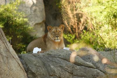 Lioness&Cubs-0004-after.jpg