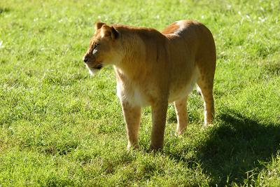 Lioness&Cubs-0016-after.jpg