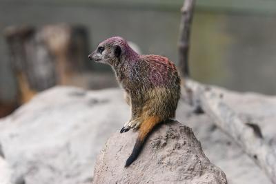 u9/jeffshoaf/medium/34951135.Meercats0002after.jpg