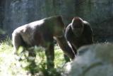 Gorillas-0007.jpg