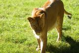 Lioness&Cubs-0017-after.jpg