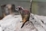 Meercats-0002-after.jpg