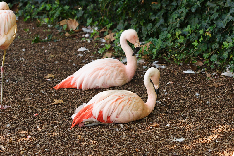 Flamingos-0007.jpg