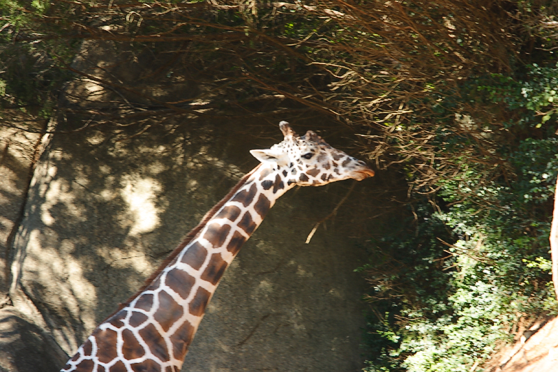 Giraffes-0003.jpg