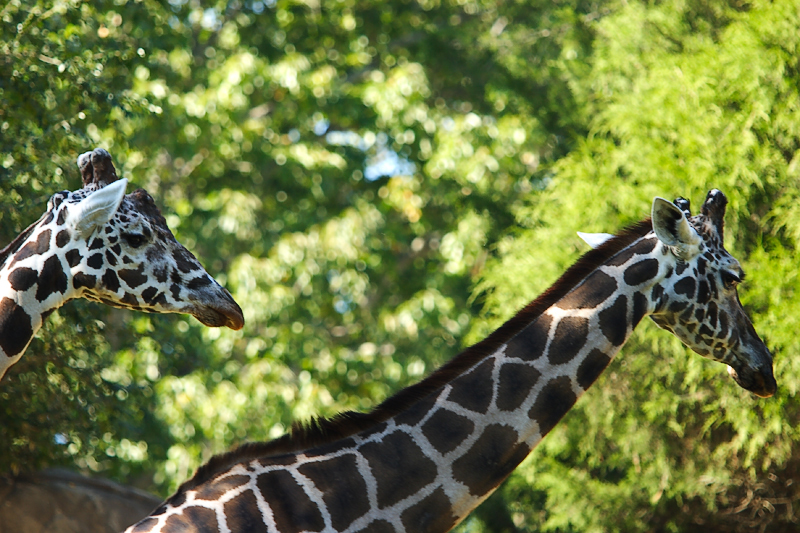 Giraffes-0009.jpg