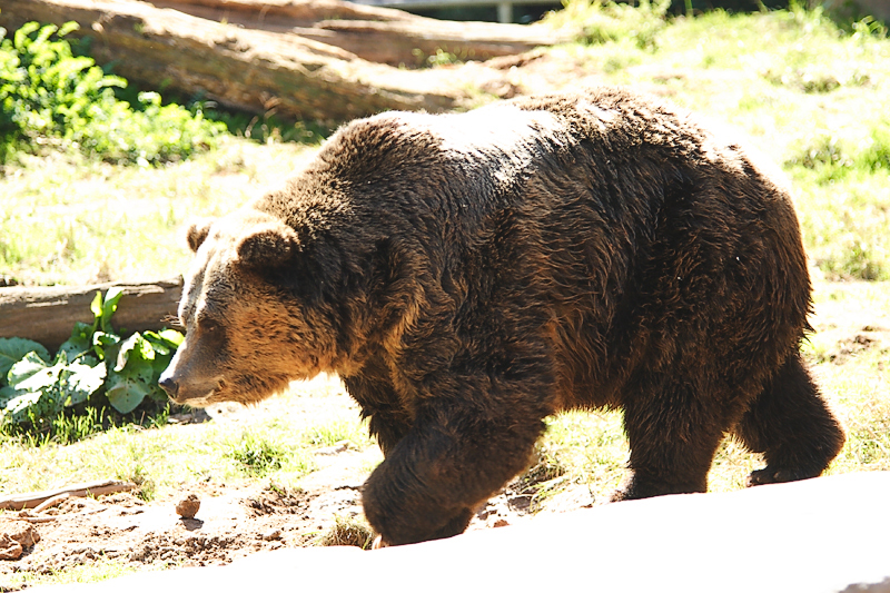 Grizzly-0006.jpg