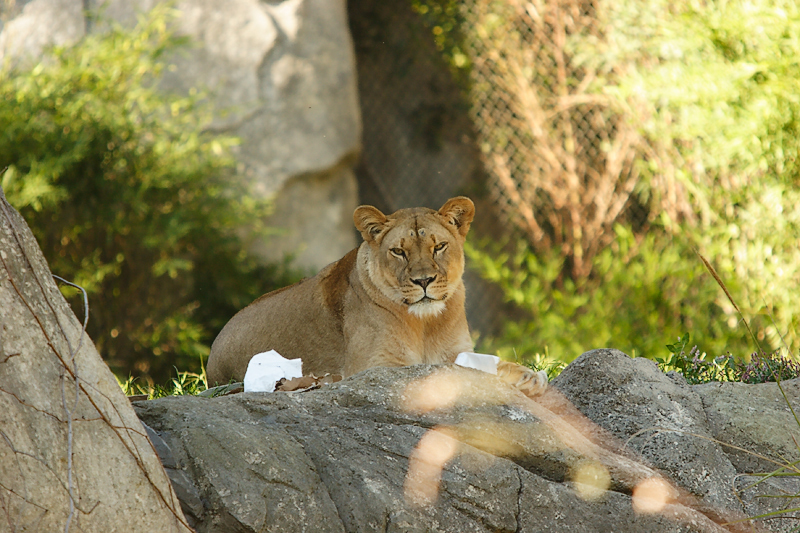 Lioness&Cubs-0001.jpg