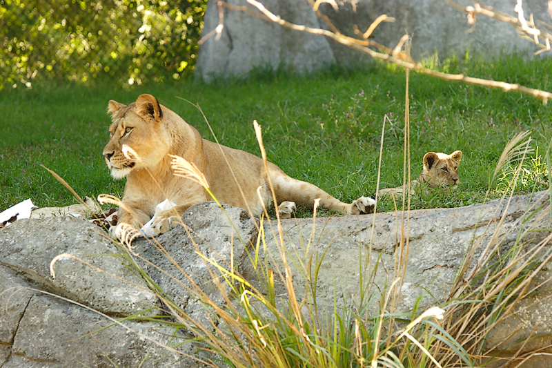Lioness&Cubs-0006-after.jpg