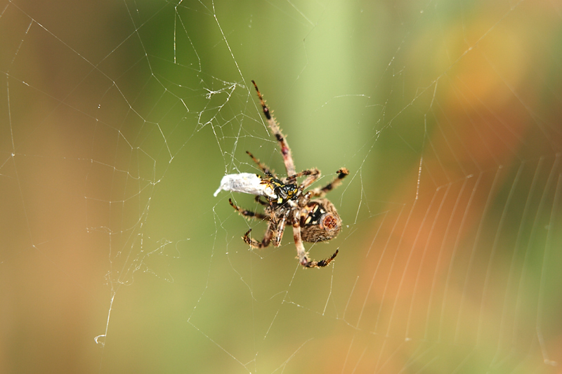 Spider-0002-after.jpg