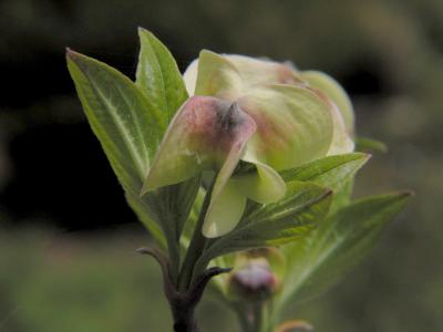 Dogwood bloom