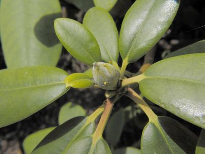 Rhododenron bloom