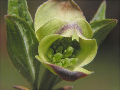 Dogwood bloom