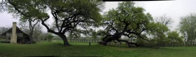 Live Oaks with LBJ's  100 year old family home