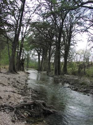 Medina River  in the Hill Country lined with  Bald Cypress