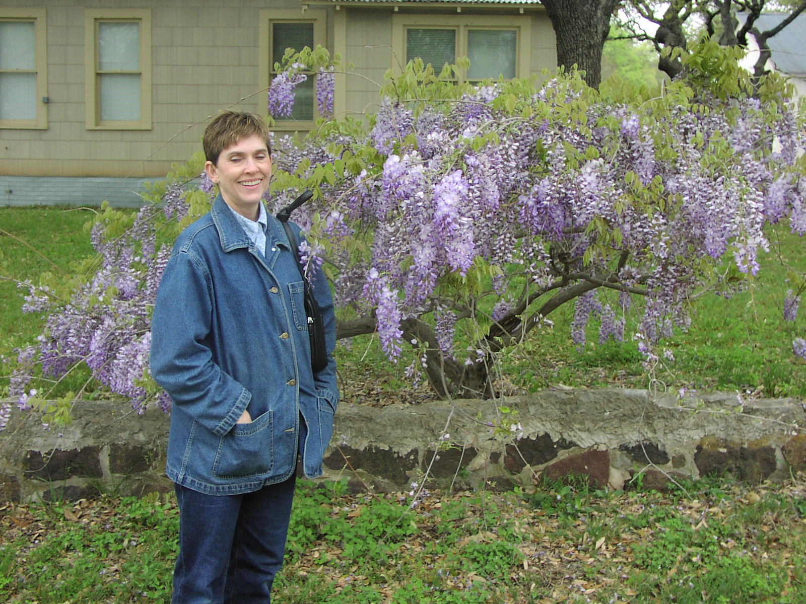 Grape  Wisteria