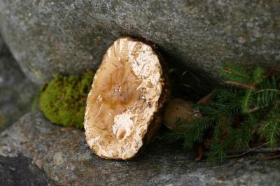 IMG_9727.JPG
