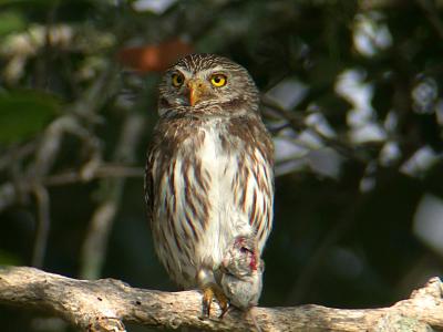 Ferruginous Pygmy-Owl with Mouse