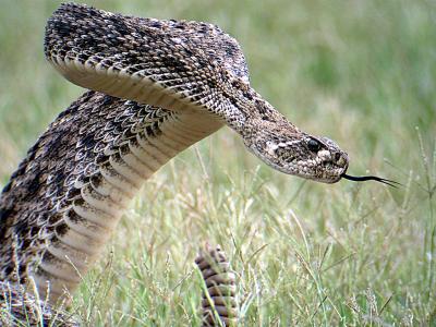 Western Diamondback