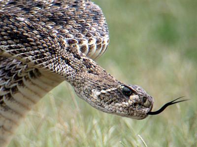 Western Diamondback