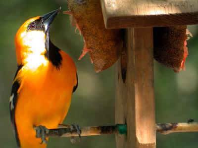 Altamira Oriole