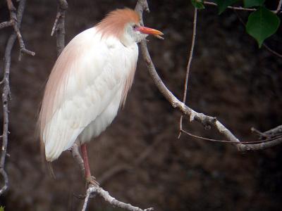 Cattle Egret