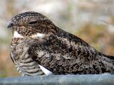 Common Nighthawk