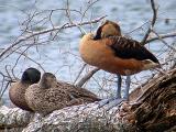 Blue-winged Teal & Fulvous Wh.-Duck