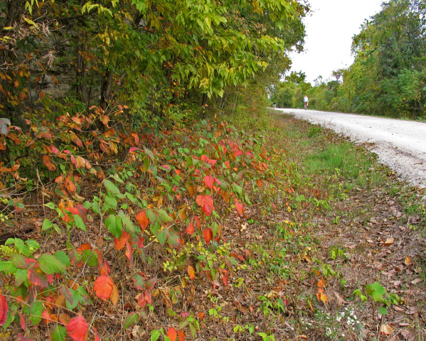 Poison Ivy by the Katy Trail