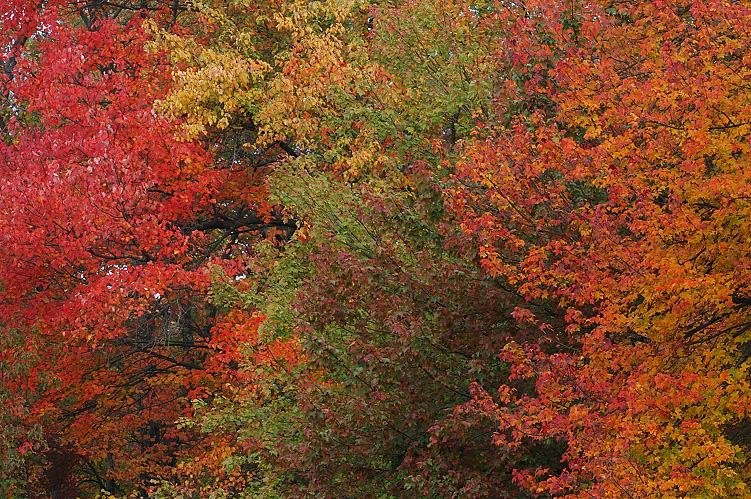 Peak Color