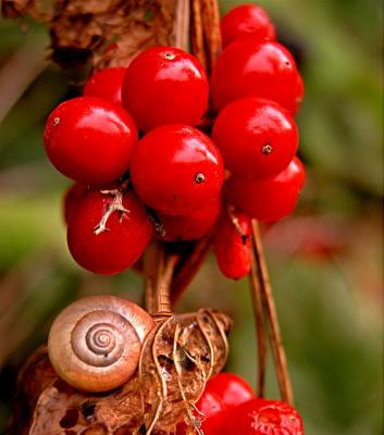 Berries