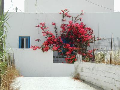 The stark contrast between the white of the houses and the bright red of this flower can be seen all over the island