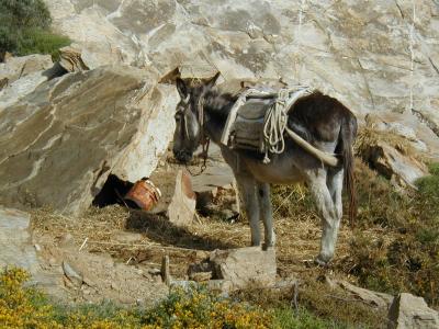 A greek working donkey taking a break