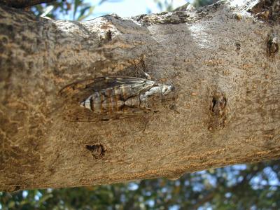 A very noisy cricket of many