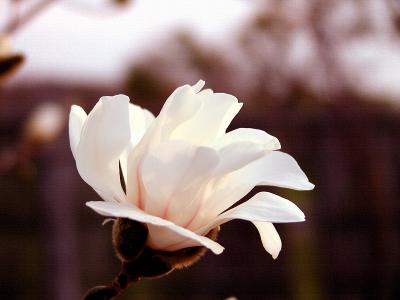 u9/john_q/medium/1736291.Blossom.jpg