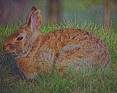 bunny1 (Photoshop with Adaptive Equalization filter)