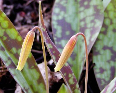 u9/john_q/medium/1826197.DogtoothViolets.jpg