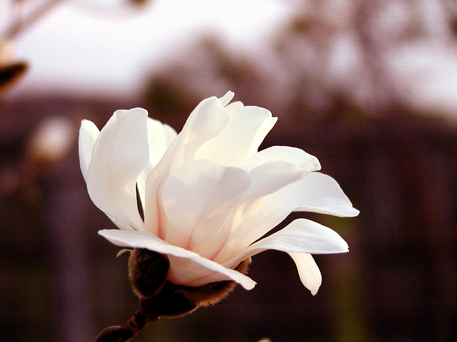 Blossom (Olympus C-2100)