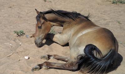 Siesta-In-The-Sand