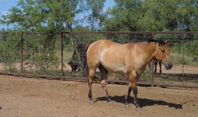 Dun-Gelding