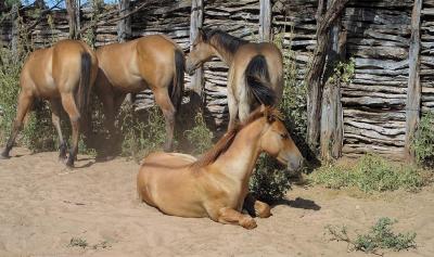 Resting In The Corral