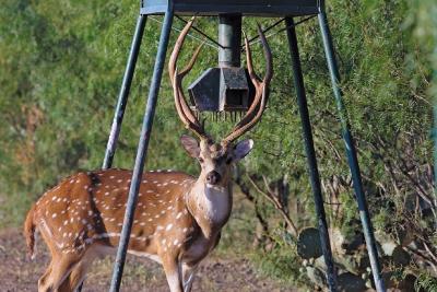 Axis-Buck-at-Feeder