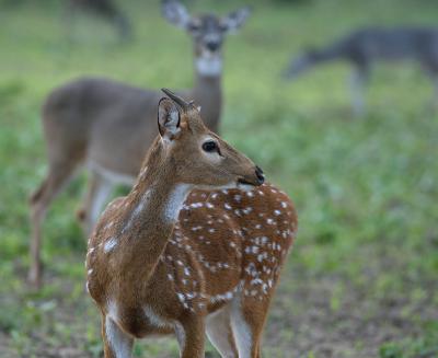 Axis-With-Starter-Horns