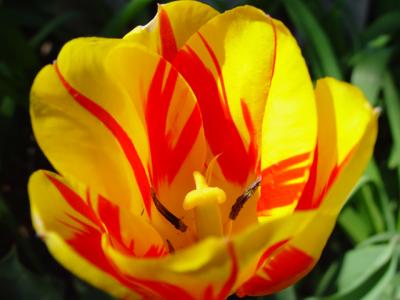 tulip