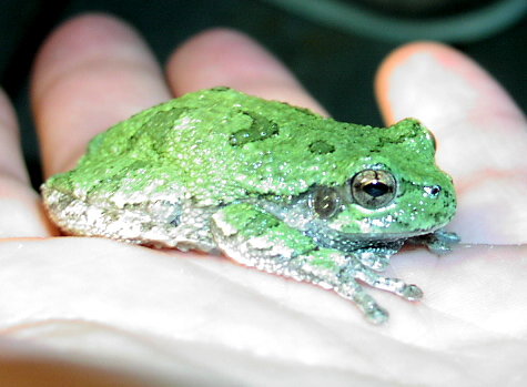 Cute little  grey tree frog