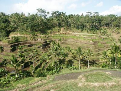 a bali rice terrace