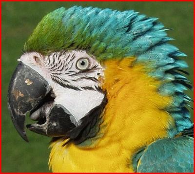 Gold,  and  yellow  Macaw.