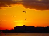 Golden Gulls